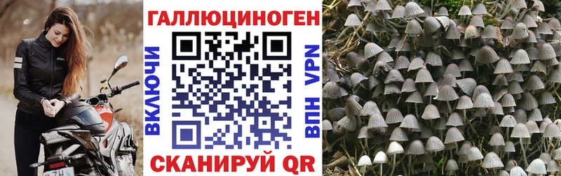Псилоцибиновые грибы Psilocybine cubensis  omg сайт  Апшеронск 